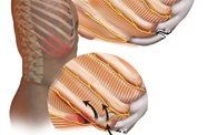 Surgical Management Of Slipping Rib Syndrome Penn Medicine